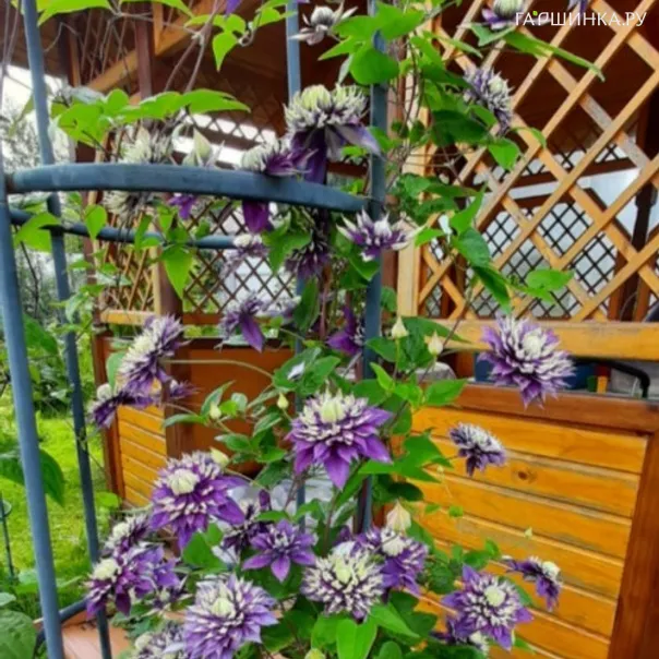 превью изображения отзыва