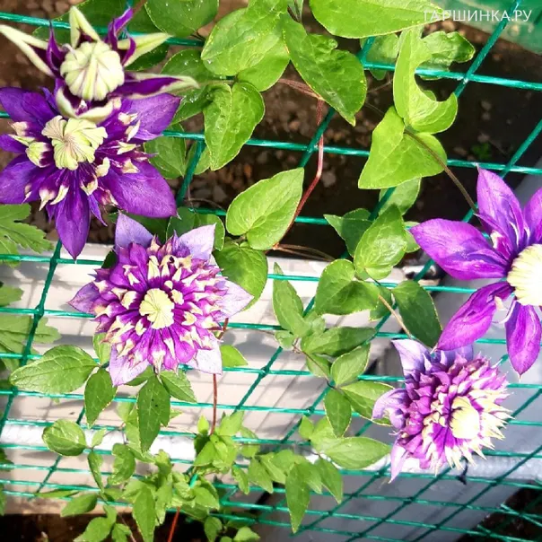 превью изображения отзыва