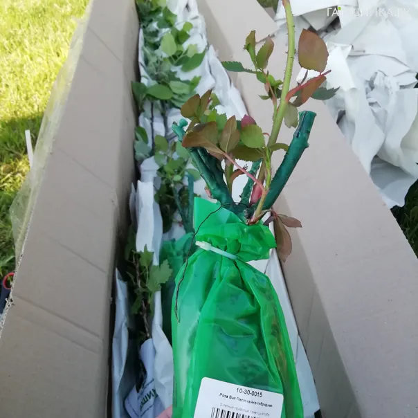 превью изображения отзыва