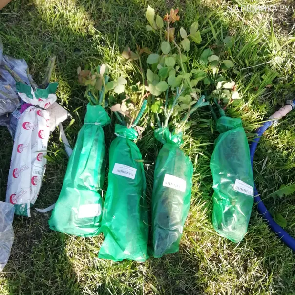 превью изображения отзыва