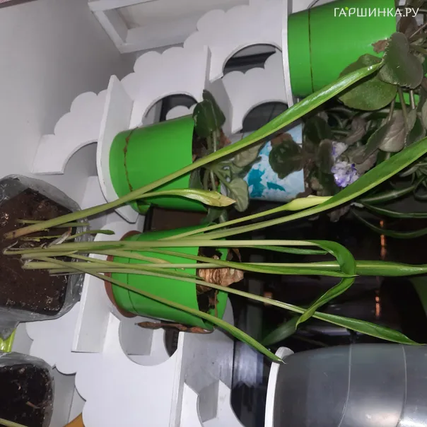 превью изображения отзыва