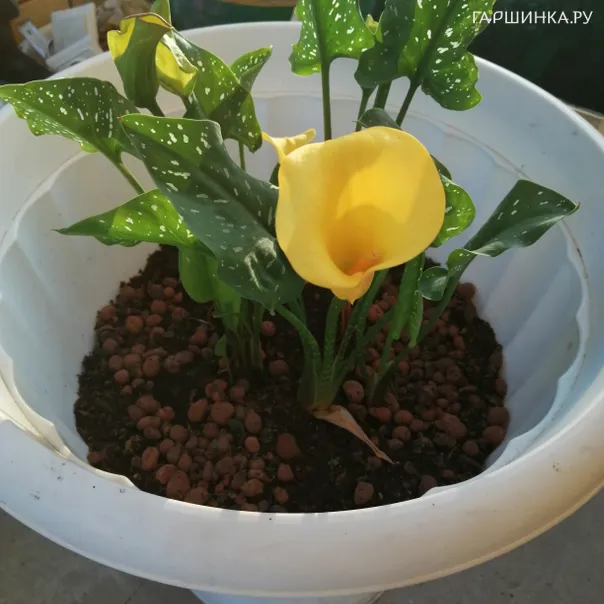 превью изображения отзыва