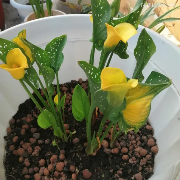 превью изображения отзыва