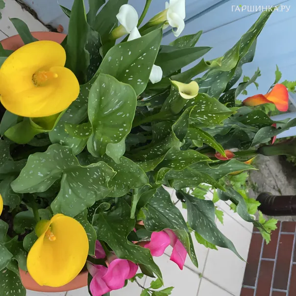 превью изображения отзыва