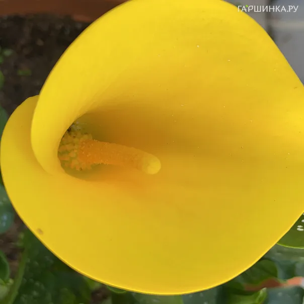 превью изображения отзыва