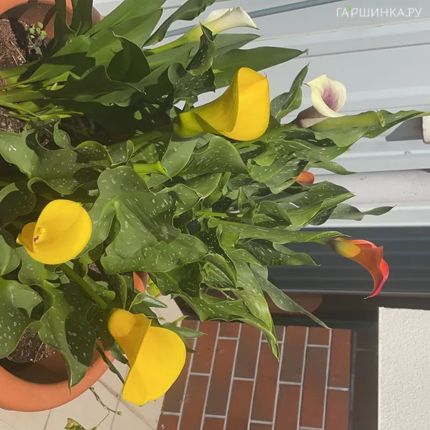 превью изображения отзыва