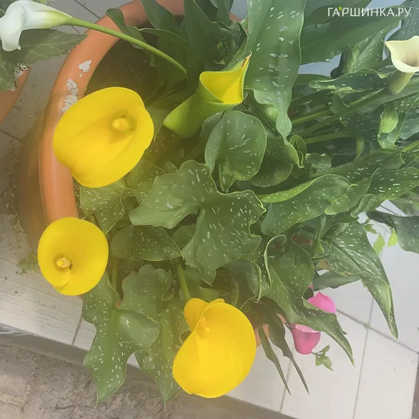 превью изображения отзыва