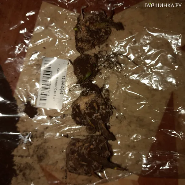 превью изображения отзыва