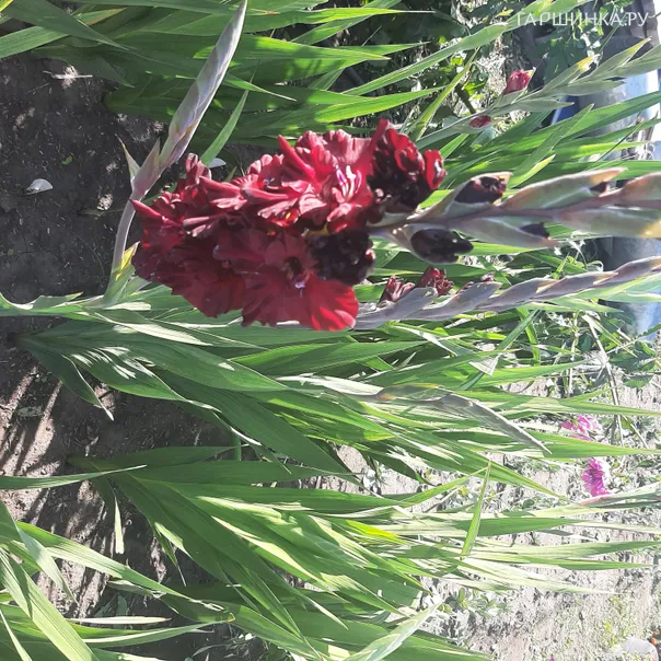 превью изображения отзыва