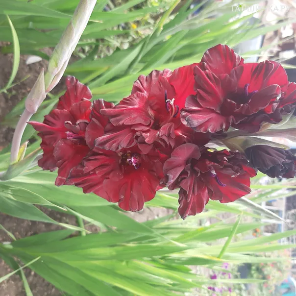 превью изображения отзыва