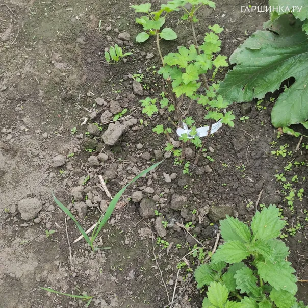 превью изображения отзыва