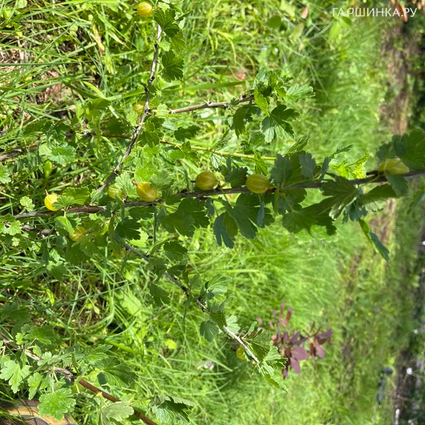 превью изображения отзыва