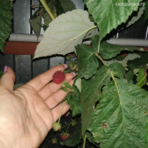 превью изображения отзыва