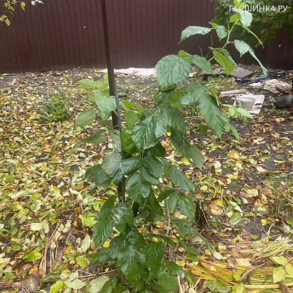 превью изображения отзыва