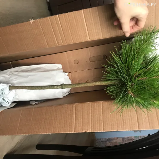 превью изображения отзыва