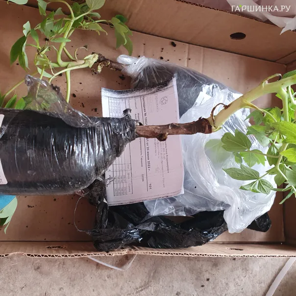 превью изображения отзыва