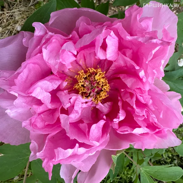 превью изображения отзыва