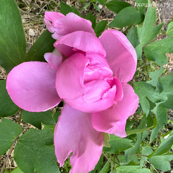 превью изображения отзыва