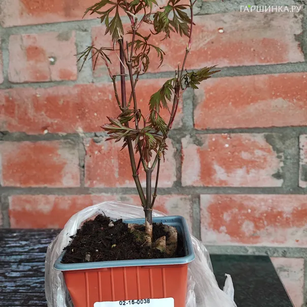 превью изображения отзыва