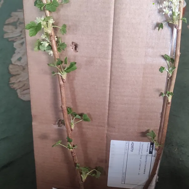 превью изображения отзыва