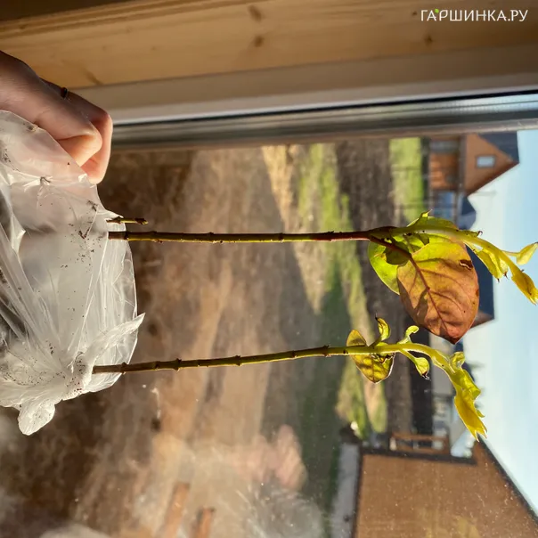 превью изображения отзыва