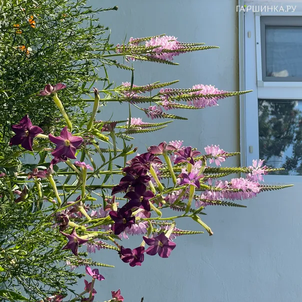 превью изображения отзыва