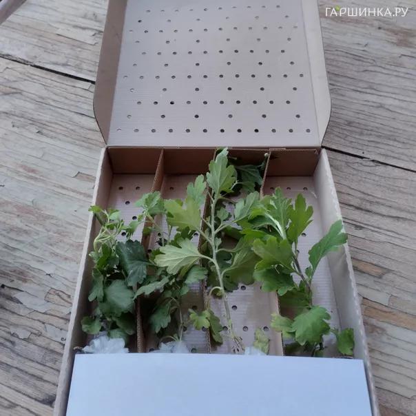 превью изображения отзыва