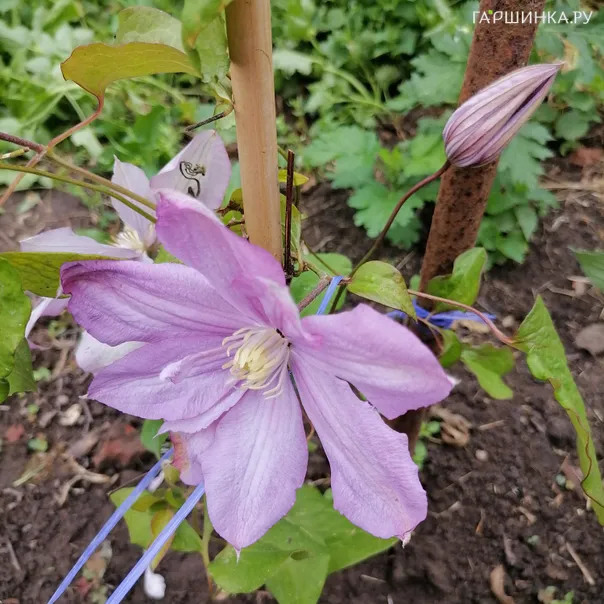 превью изображения отзыва