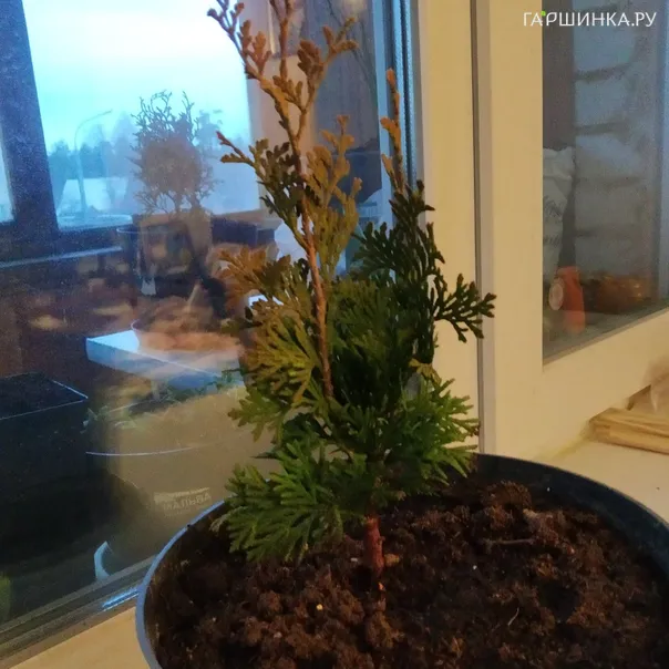 превью изображения отзыва