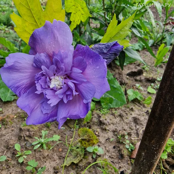 превью изображения отзыва