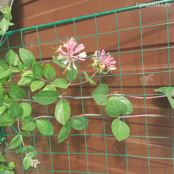 превью изображения отзыва