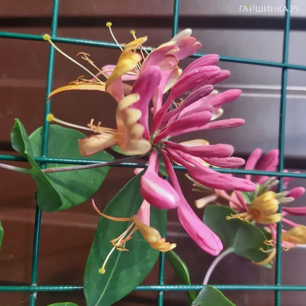 превью изображения отзыва