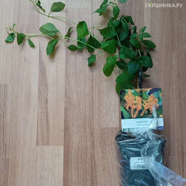 превью изображения отзыва