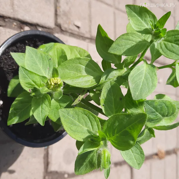 превью изображения отзыва