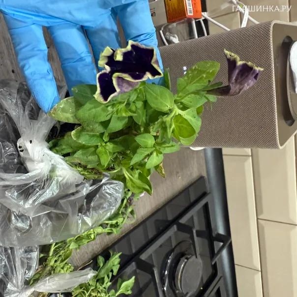 превью изображения отзыва