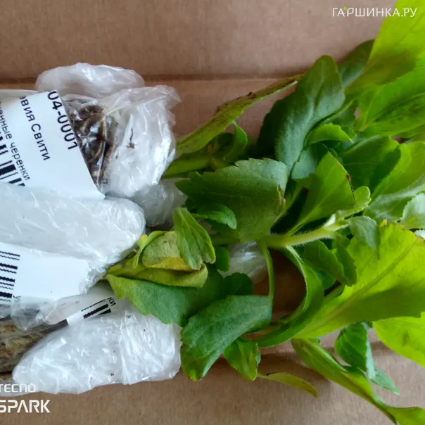 превью изображения отзыва