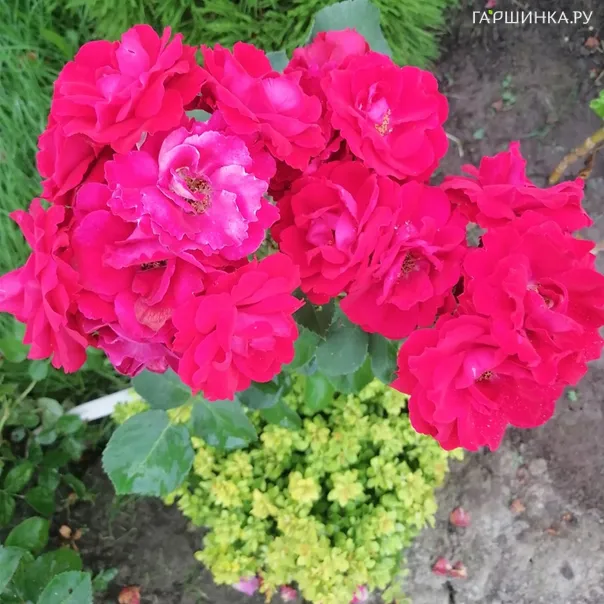 превью изображения отзыва