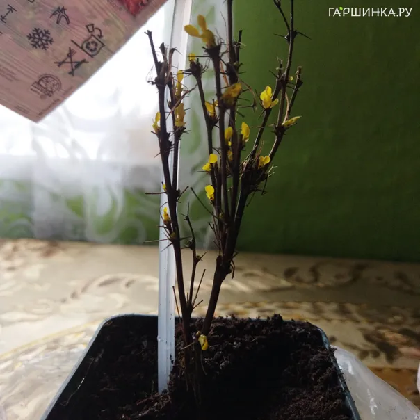 превью изображения отзыва