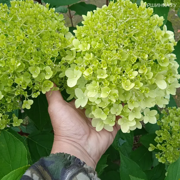 превью изображения отзыва