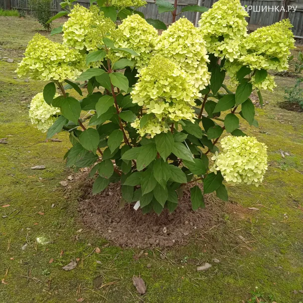 превью изображения отзыва