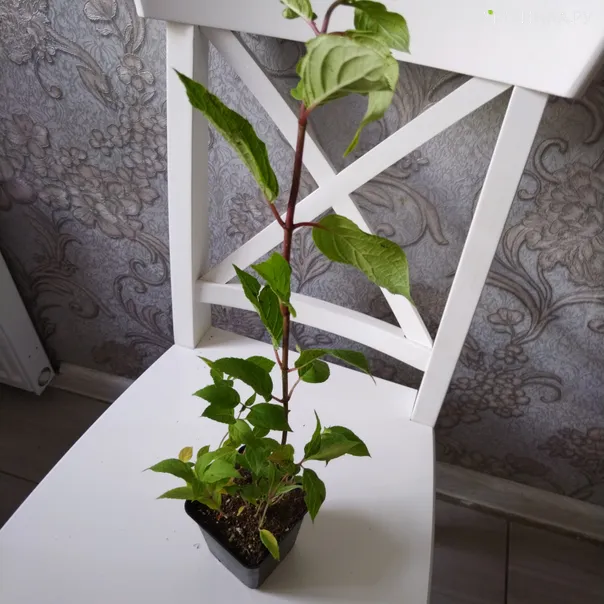 превью изображения отзыва