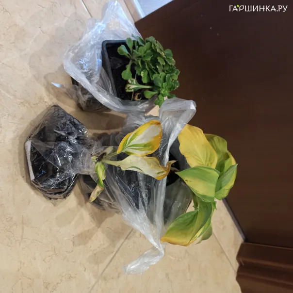 превью изображения отзыва