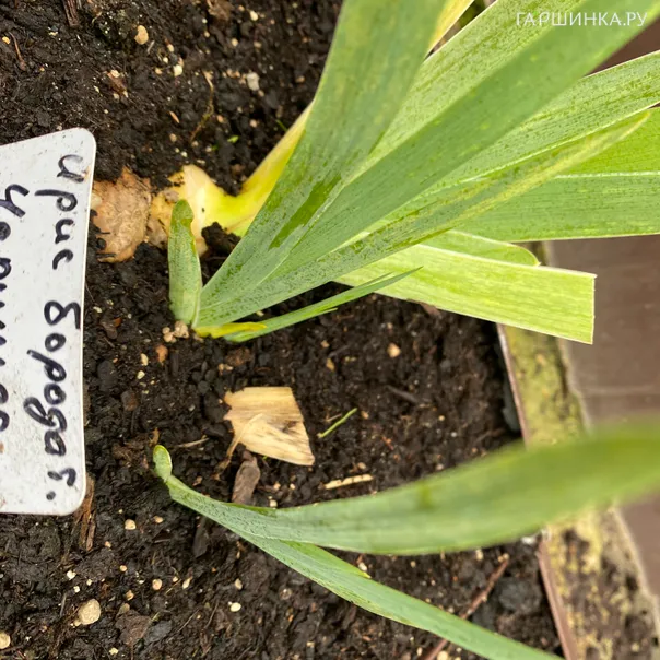 превью изображения отзыва