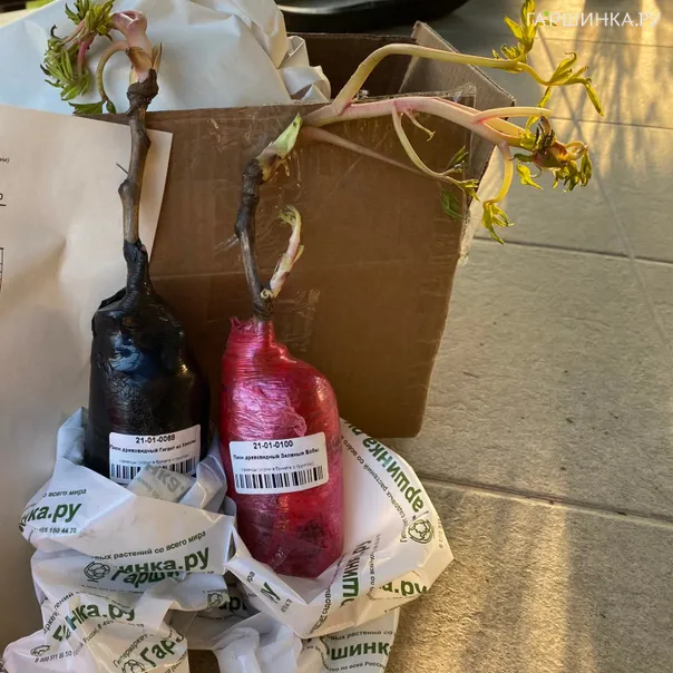 превью изображения отзыва