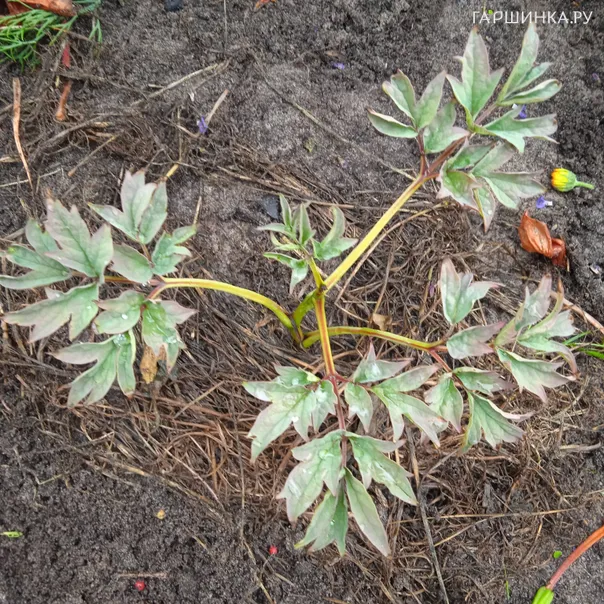 превью изображения отзыва