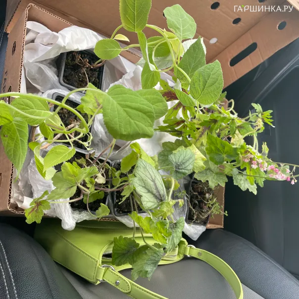 превью изображения отзыва