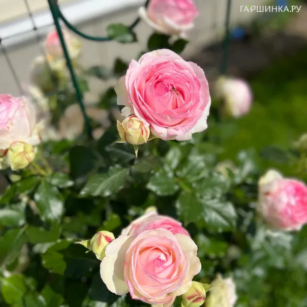 превью изображения отзыва