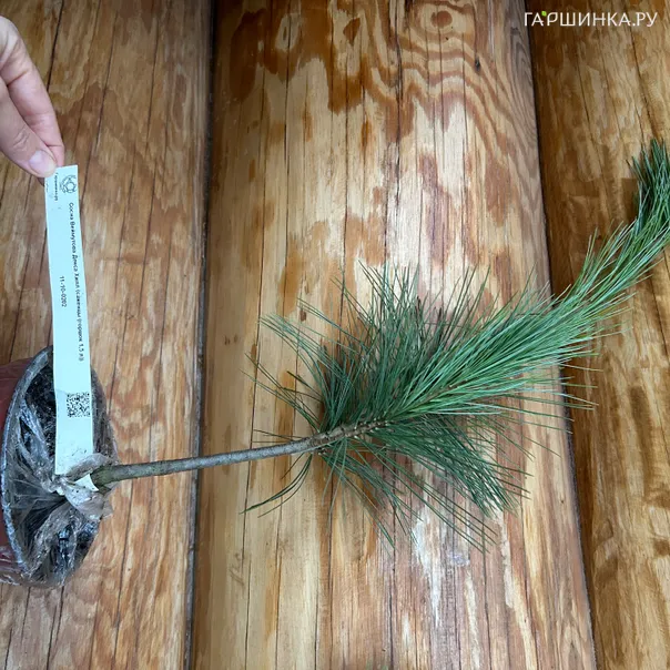 превью изображения отзыва