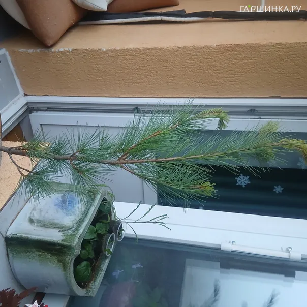 превью изображения отзыва