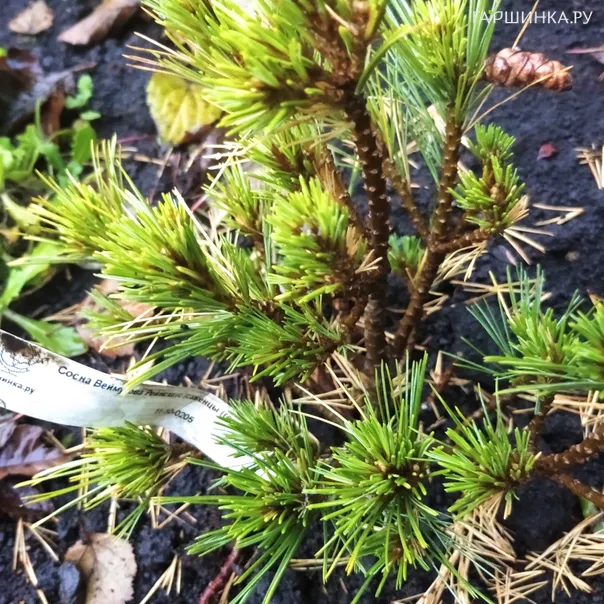 превью изображения отзыва